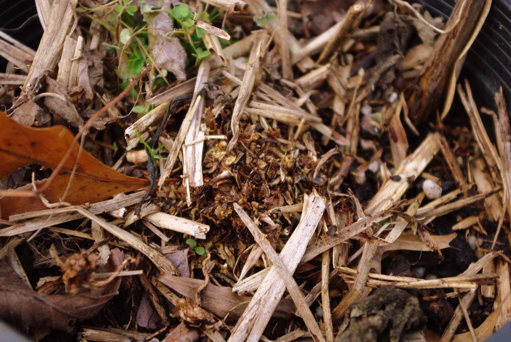 It's Not Work, It's Gardening! Bring out your dead!
